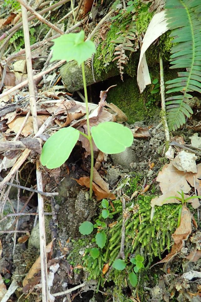 石跳川沿い　ミヤマニガウリ