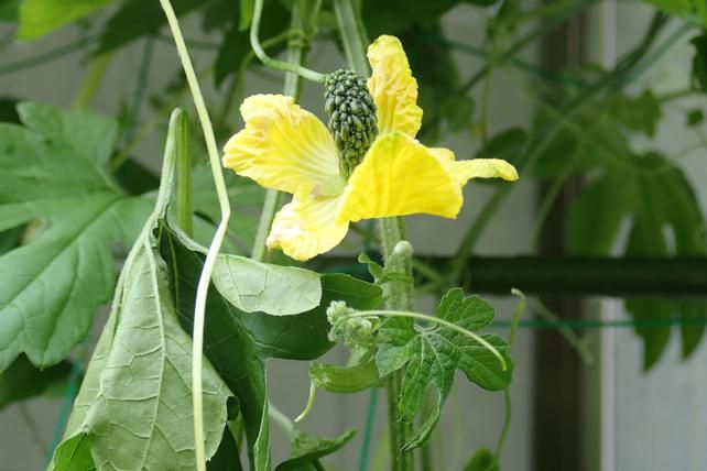 雌花と実