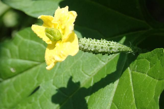 ゴーヤの雌花と雌しべ