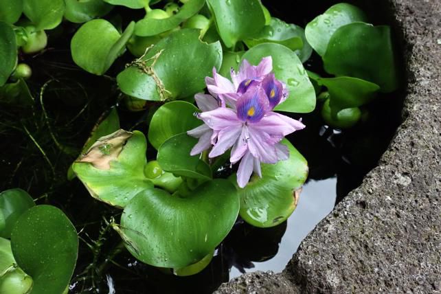 ホテイアオイの花