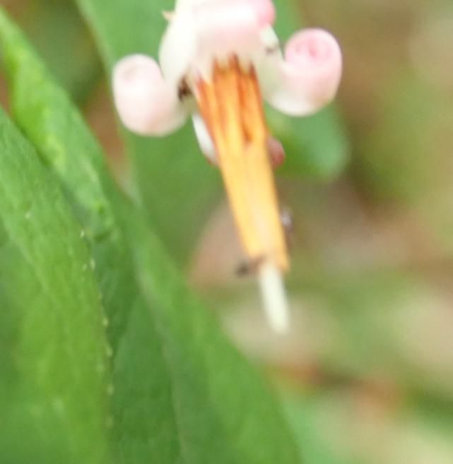 観察会かねながら　アクシバの花