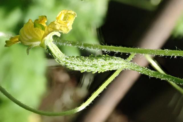 ゴーヤの雌花、ガクと実