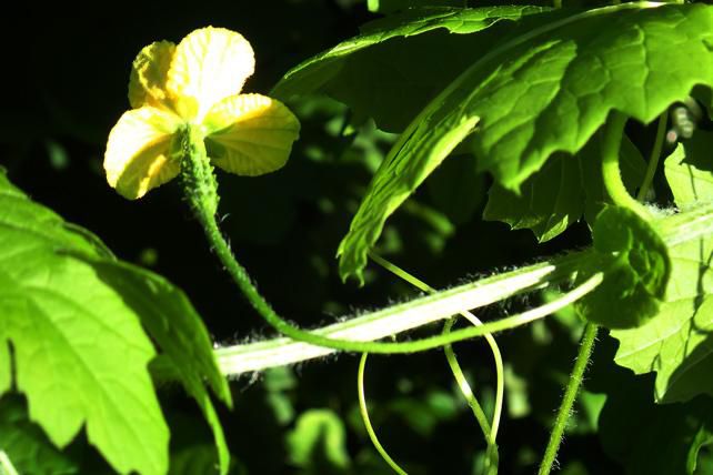 丸い葉柄から出るゴーヤの雌花、ガクと実　2