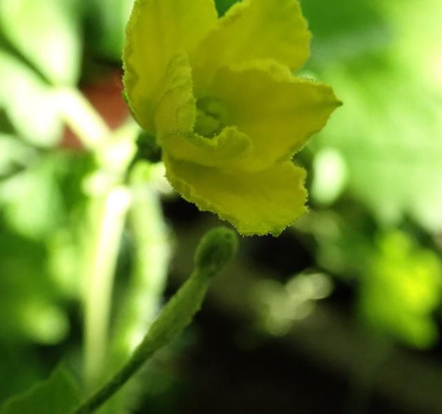 ゴーヤの雌花、ガクと実と開花前の雌花