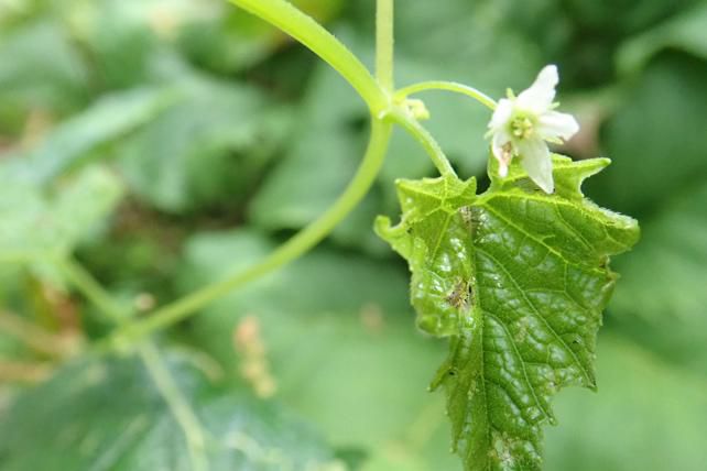 ミヤマニガウリの両性花　2