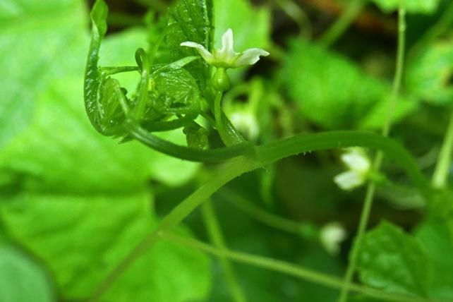 みやまニガウリの両性花と子房