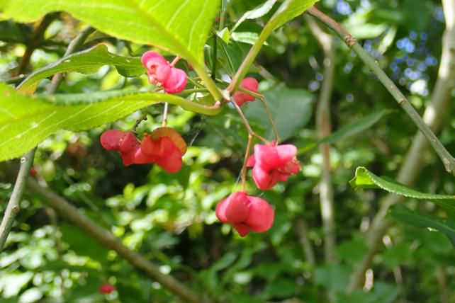 マユミの赤い実