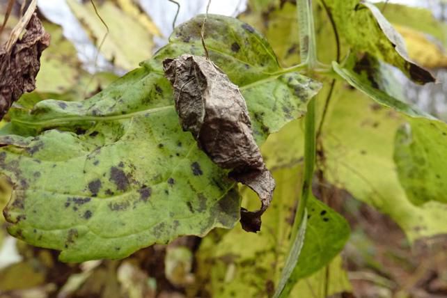 ミヤマニガウリ11/6現在の様子　1