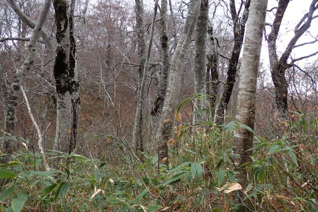 湯殿のブナ林