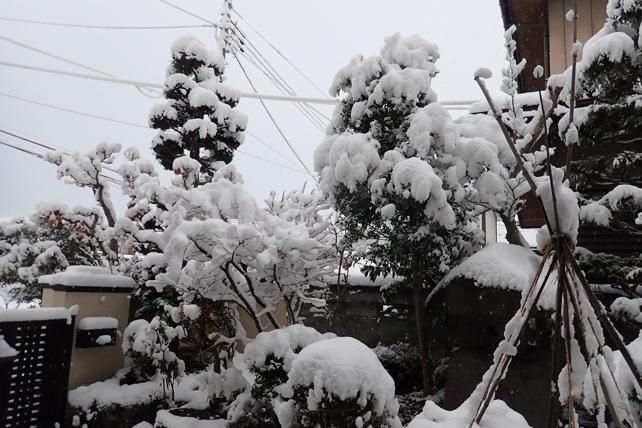 雪吊り