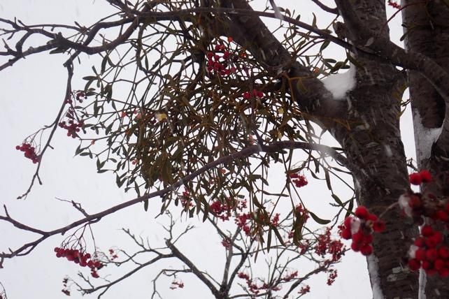 銀世界に彩りを見つけて
