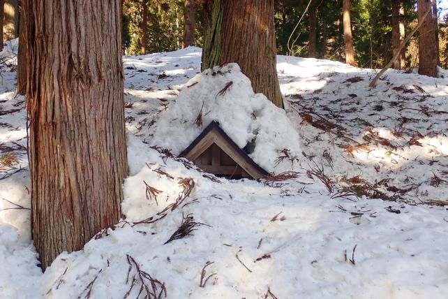 里山　杉の美林
