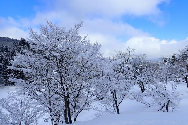 天空に雪の華