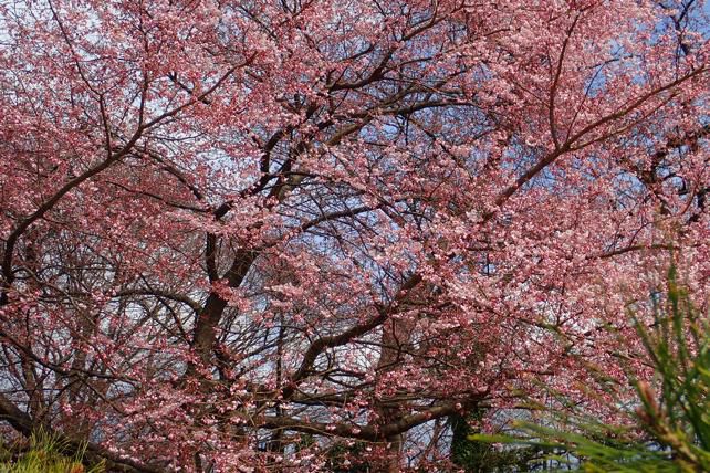 4/13　霞城の桜