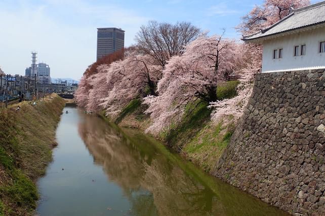山形市　霞城の桜満開