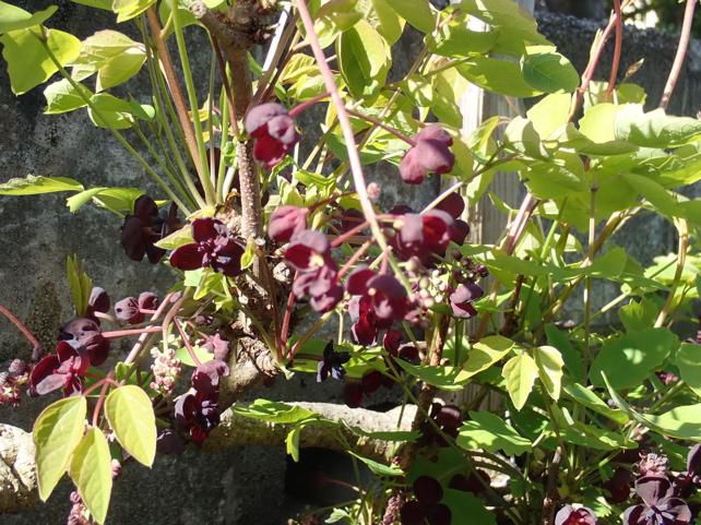 アケビの花