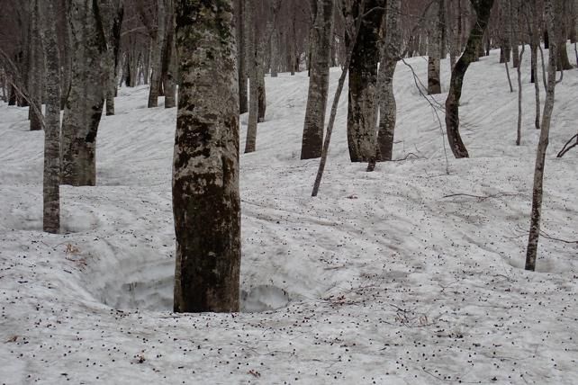 3mの残雪に