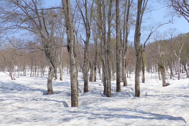 原生林は3mの残雪です