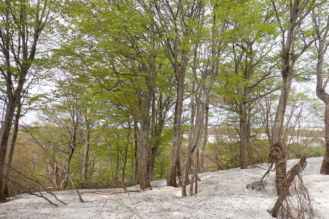 5/10ブナ芽吹き宣言