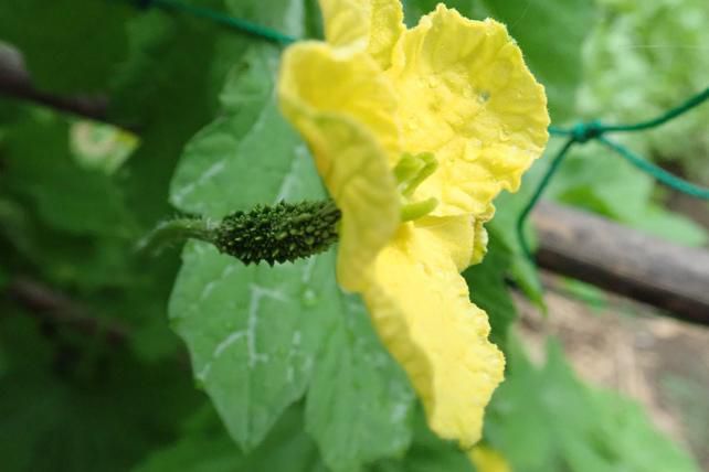 ゴーヤの両性花の交配のきっかけを