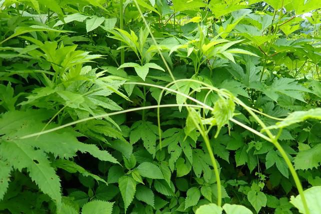 みやまにがうりのせ医長