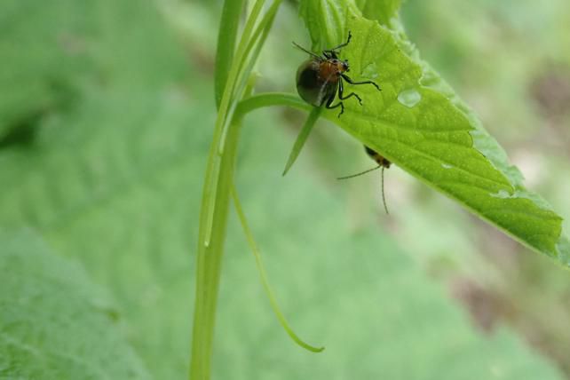 ミヤマニガウリに昆虫