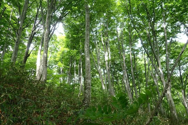 初夏の原生林