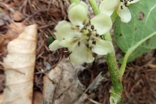 サルナシ(コクワ)の雄花