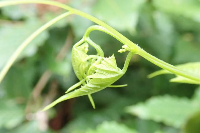 ミヤマニガウリの頂芯部　2