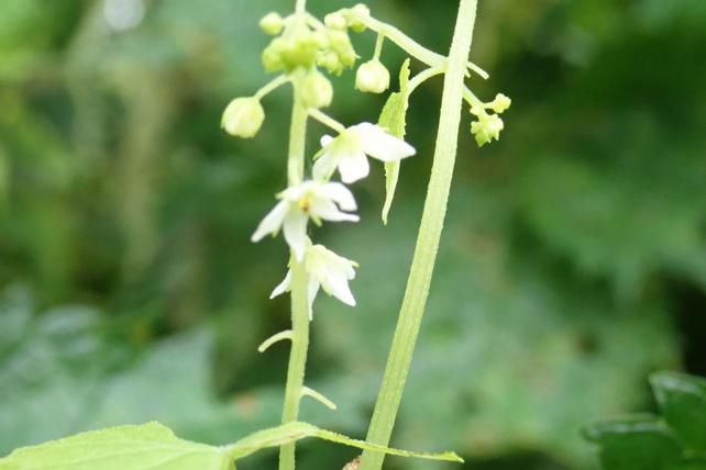 ミヤマニガウリの雄花