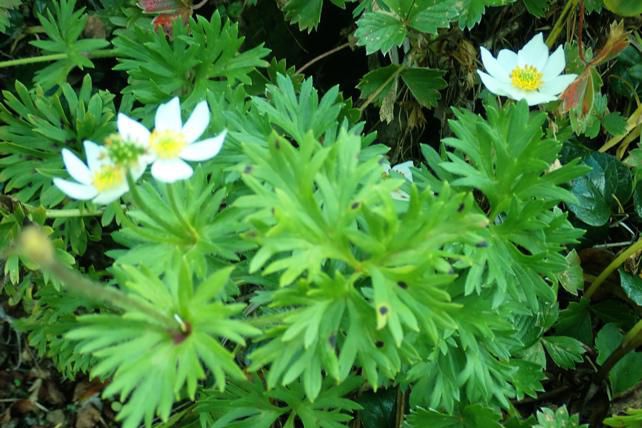 ハクサンイチゲ