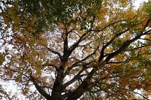 月山背景にブナの巨木と