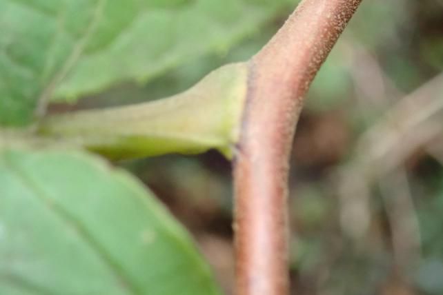 ハクウンボクの葉柄内芽