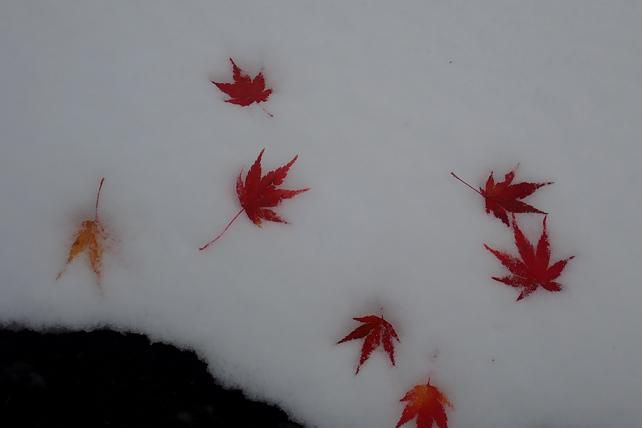 雪とモミジ