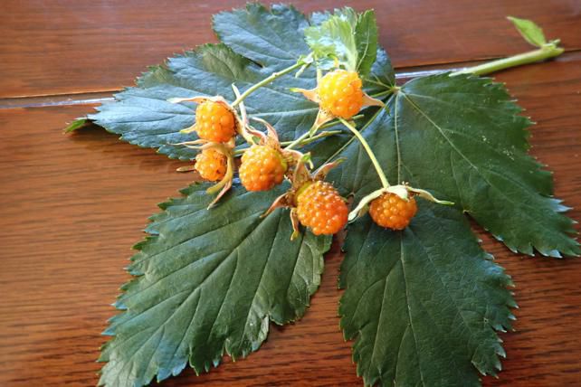 カジイチゴの実と葉