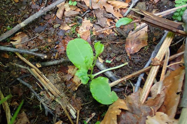 元玄海のミヤマニガウリ