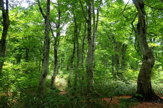 ブナ林広場でスケッチ