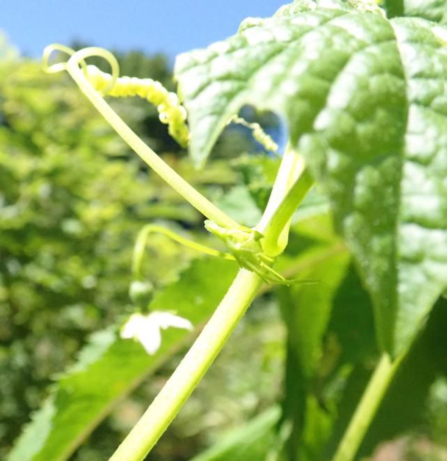 ミヤマニガウリの現在