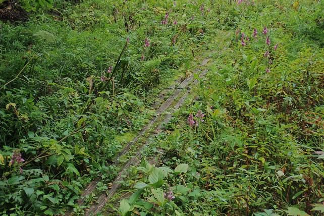 湿地とオニシオガマ