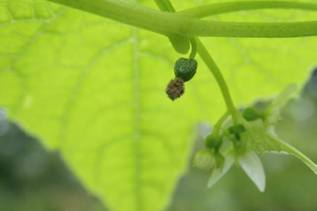 長柄と短柄の両性花序