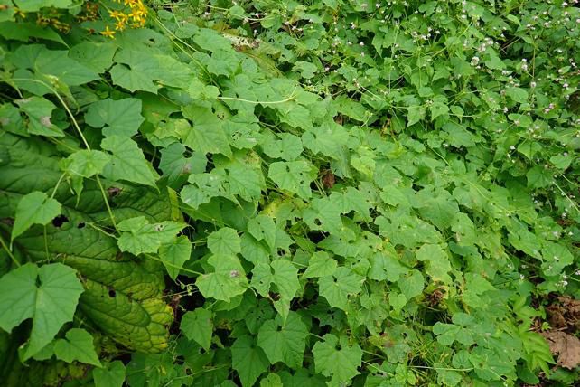 ミヤマニガウリ両性花株群生