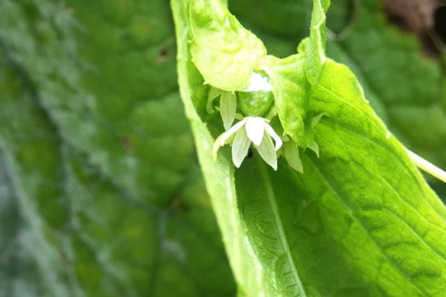 ミヤマニガウリの葉が開花を助けます