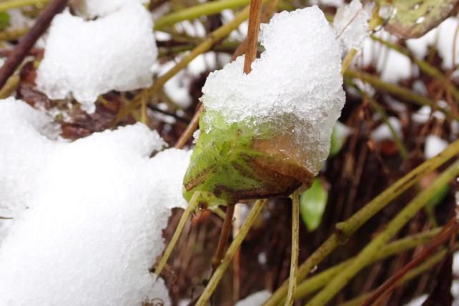 雪に覆われて