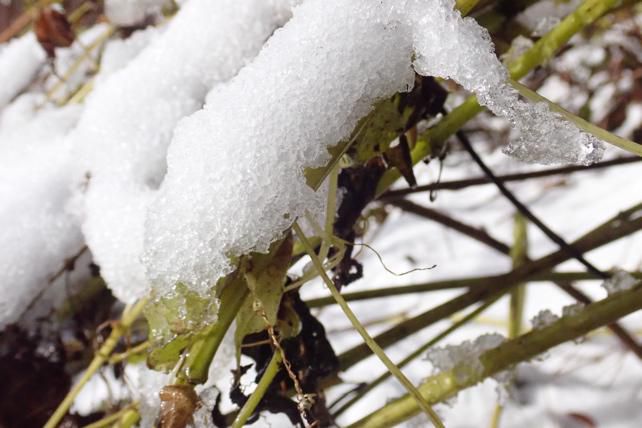 雪に覆われて