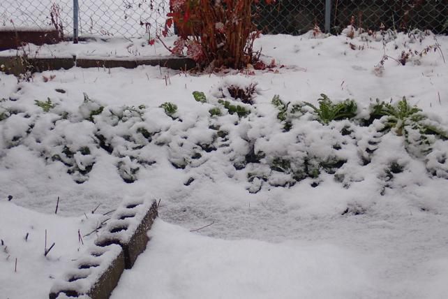 うっすらと雪が積もりました