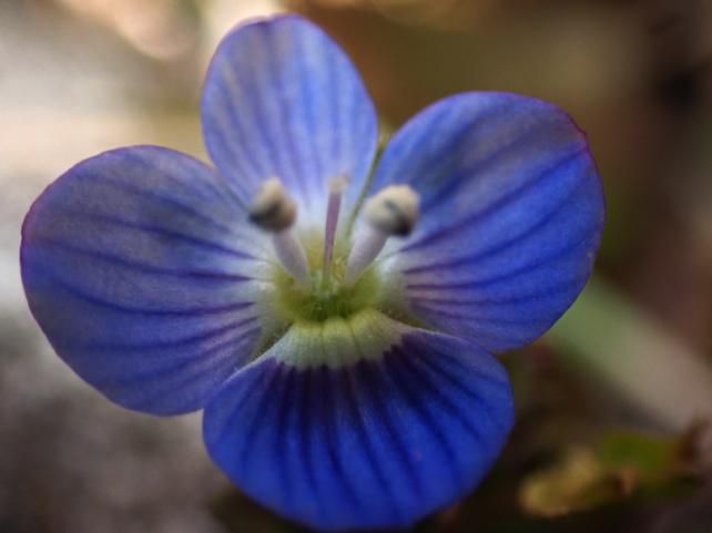 イヌのフグリ〔ゴマノハグサ〕いぬのふぐりの花被片