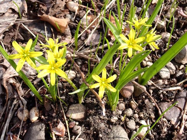 キバナノアマナ