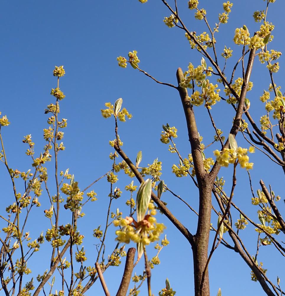 クロモジ雄花