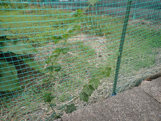 市街地のミヤマニがウリ