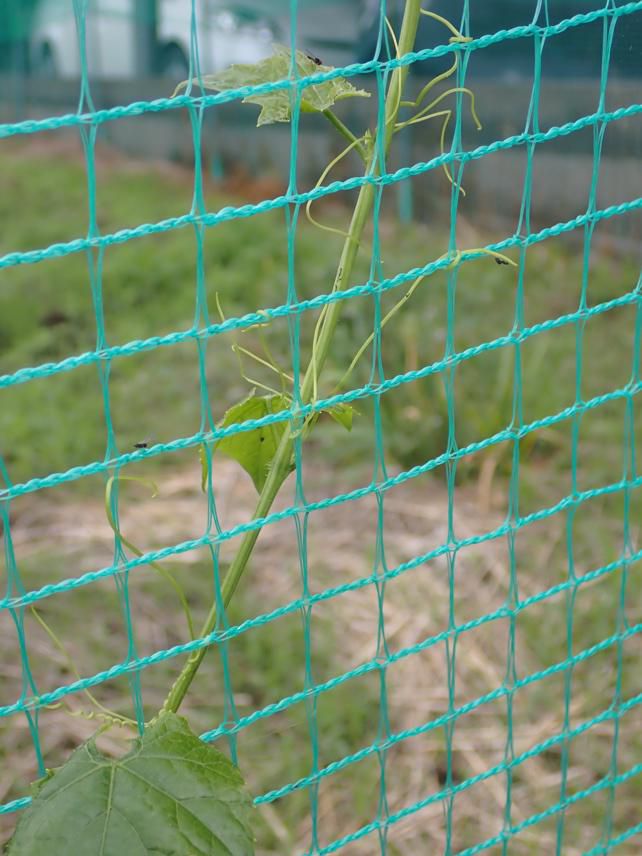 ヘンスに絡みついて